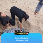 Penyu Raksasa Ditemukan Mati di Derawan, Diduga Terkena Baling-Baling Speedboat