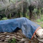 Heboh Kasus Penggelapan Pupuk di Talisayan, DTPHP Berau Luruskan Fakta