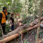 Kecelakaan Kerja Berujung Maut, Penebang Kayu di Sambaliung Meninggal Dunia