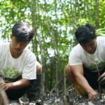 Mangrove di Berau Dapat Program Rehabilitasi Gratis 