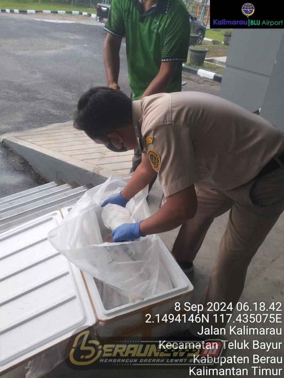 Berau Ekspor Ribuan Kilo Komoditi Laut Hingga ke KL dan Singapura