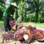 Tak Dapat Subsidi Pupuk, Petani Sawit Berau Bertahan Di Tengah Tantangan
