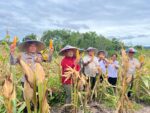 Dari Kayu ke Jagung, HSB Ubah Lahan Tidur Jadi Sumber Pangan di Batu Rajang