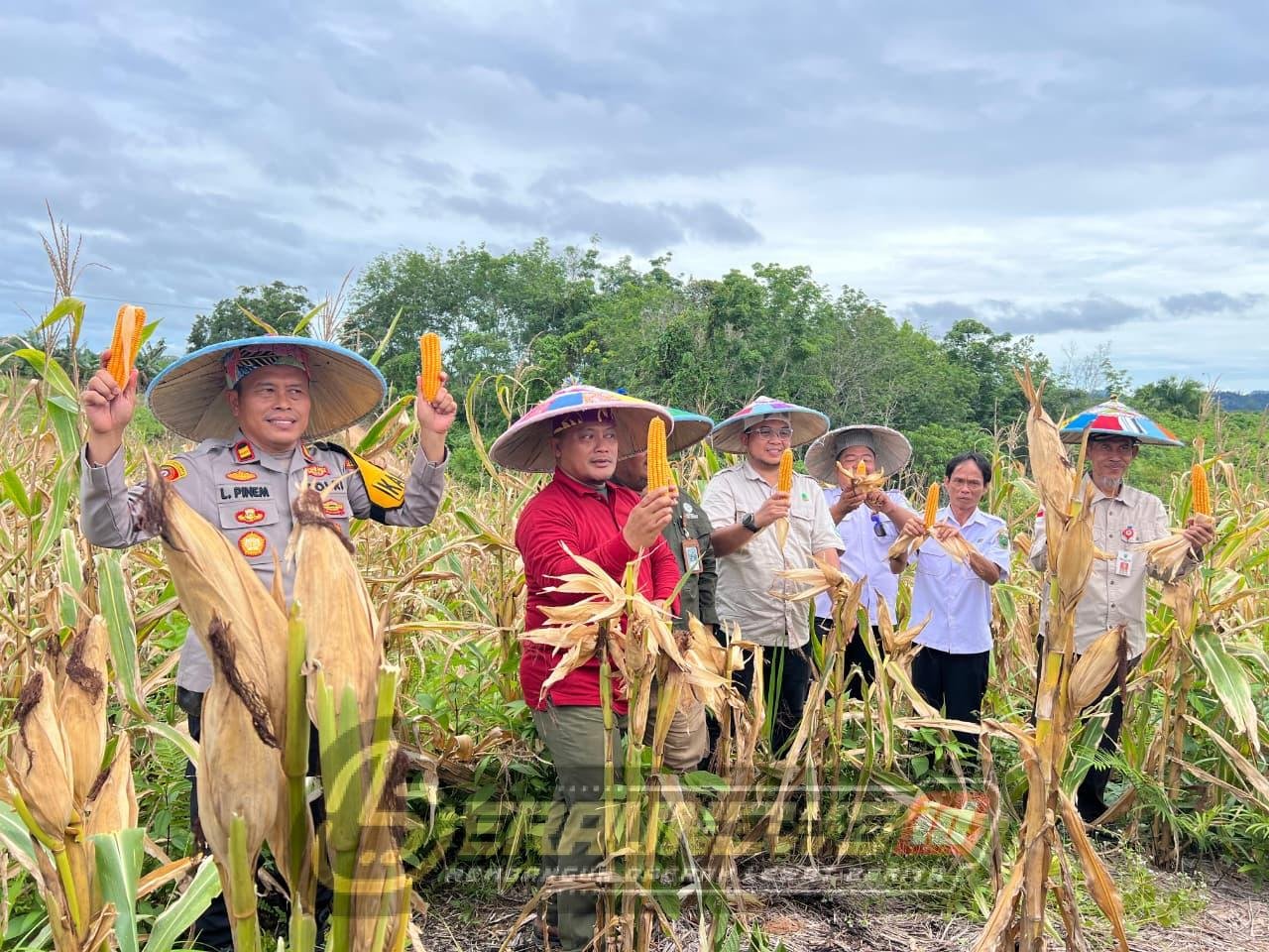 Dari Kayu ke Jagung, HSB Ubah Lahan Tidur Jadi Sumber Pangan di Batu Rajang