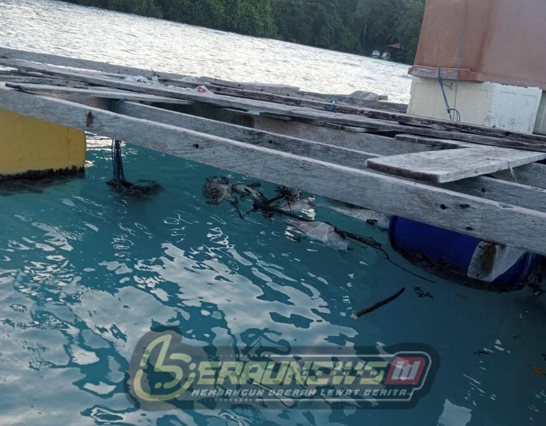 Kematian Massal Ikan di Maratua: Alam, Kelalaian, atau Limbah?