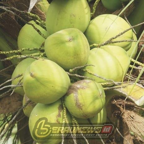 Berau Segarkan Ekonomi Desa Lewat Regenerasi Kebun Kelapa