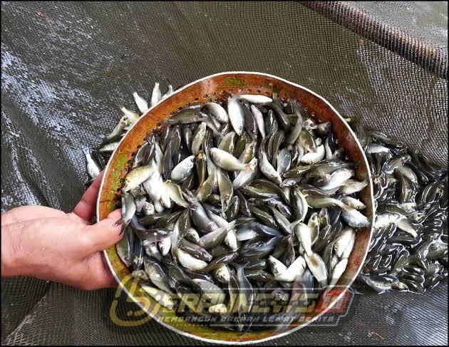 Budidaya Ikan Makin Menjanjikan, Dinas Perikanan Dorong Pembudidaya Optimalkan SDM dan Benih Lokal