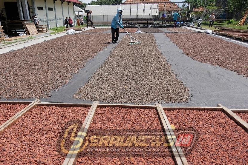 ‎Fermentasi Jadi Kunci, Petani Kakao Berau Didampingi Tingkatkan Mutu