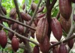 Berau Perkuat Daya Tahan Petani Kakao dengan Kebun Percontohan 4 Hektare
