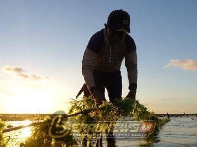 Berau Siapkan Skema Perlindungan Budidaya Rumput Laut, Dorong Kebangkitan Ekonomi Biru dan Potensi Kampung Pesisir