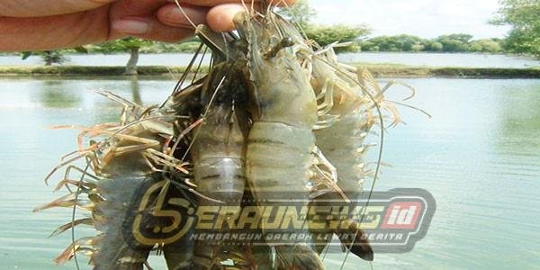 Udang Windu Berkelanjutan Disiapkan Pemkab Berau