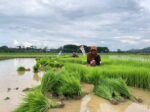Jaga Harga & Serap Panen Petani: Berau Dorong Distribusi Hingga Kampung Menggerakkan Ekonomi