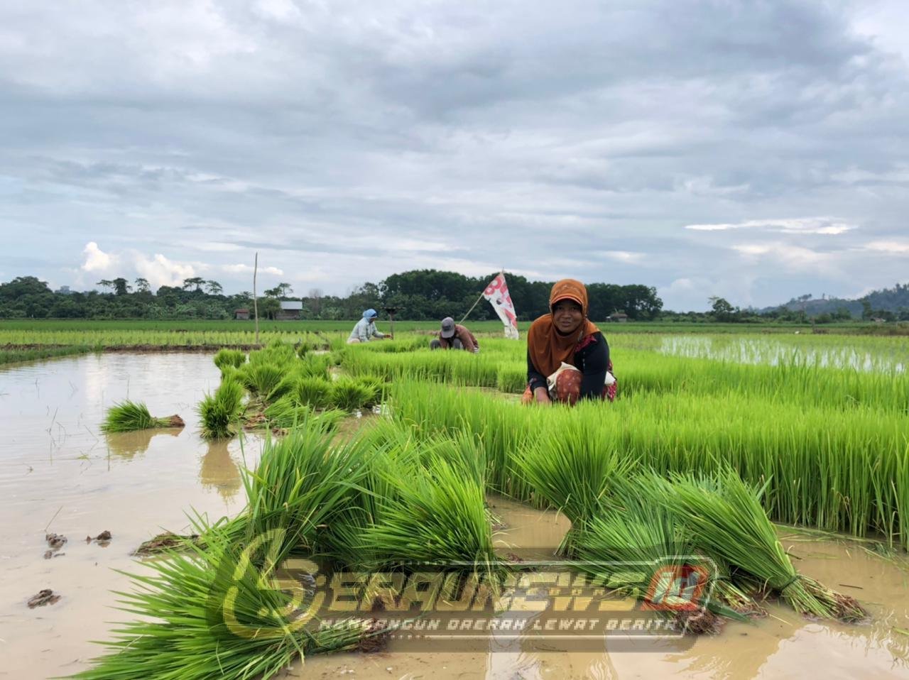Jaga Harga & Serap Panen Petani: Berau Dorong Distribusi Hingga Kampung Menggerakkan Ekonomi
