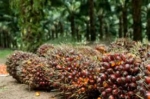 Harga Batu Bara Melemah, DPRD Berau Ingatkan Beralih ke Sawit