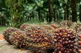 Harga Batu Bara Melemah, DPRD Berau Ingatkan Beralih ke Sawit