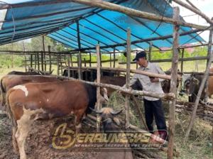 Pedagang Kurban Dadakan Menjamur, Kemenag Berau Turun Tangan