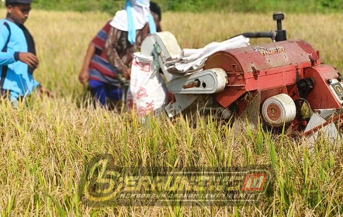 Berau Kunci Ribuan Hektare Lahan, Disiapkan Jadi Cadangan Pangan 10 Tahun ke Depan