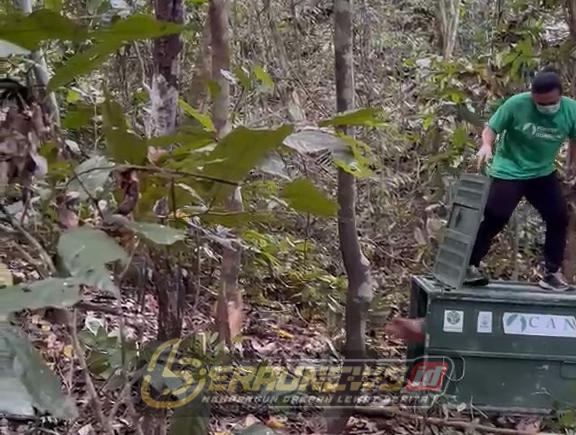BKSDA Berau Kembalikan Bekantan ke Habitat