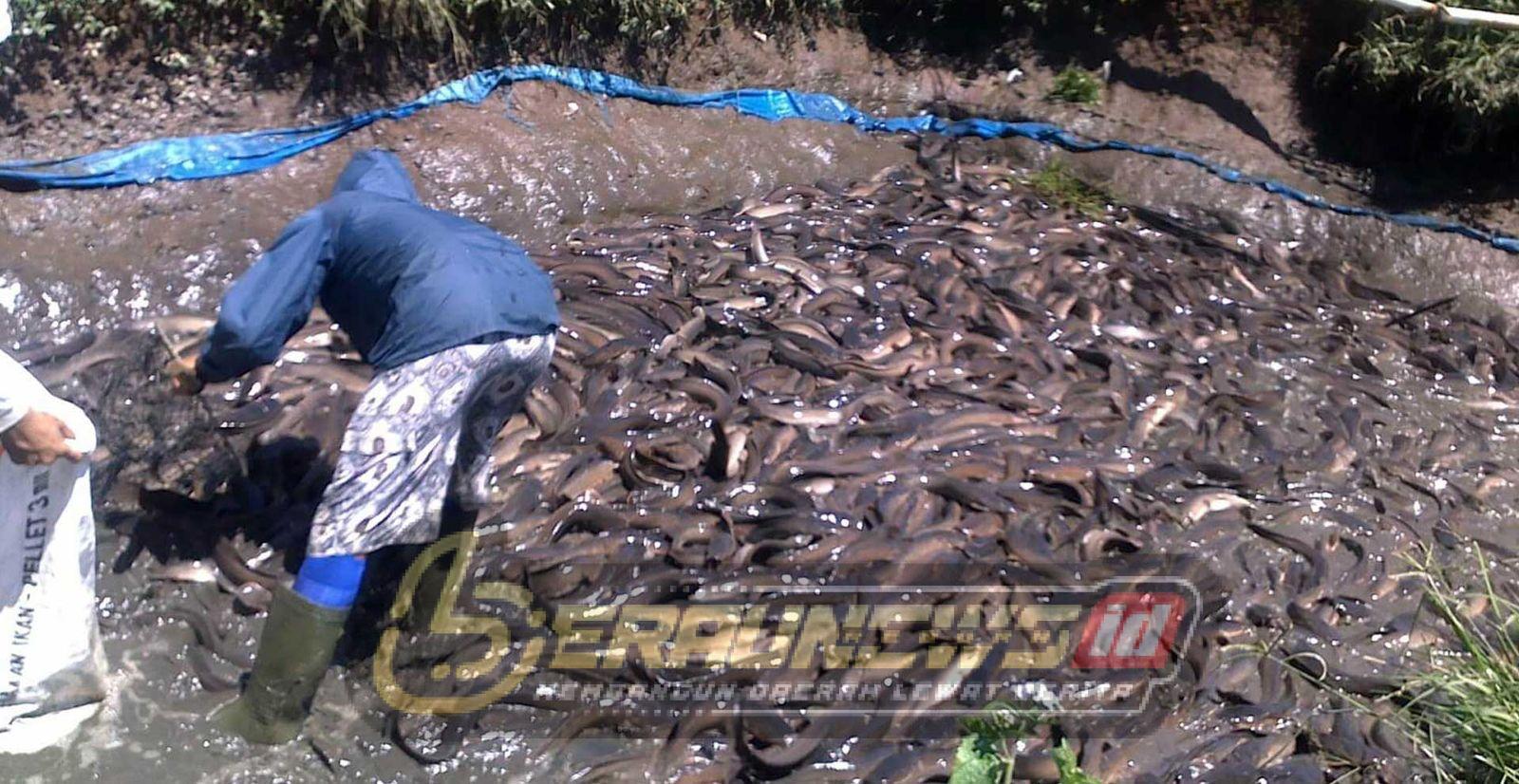 Ketahanan Pangan Lokal Diuji