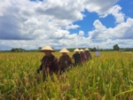 Generasi Muda Enggan Bertani, Produksi Pangan Berau Belum Mandiri