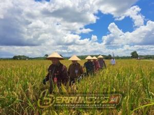 Generasi Muda Enggan Bertani, Produksi Pangan Berau Belum Mandiri