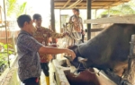 MUI: Kurban Presiden Lewat APBN untuk Kepentingan Masyarakat dan Sah Secara Syar’i