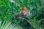 Hutan Mangrove Pulau Besing Terancam, Bekantan Bisa Tinggalkan Habitatnya