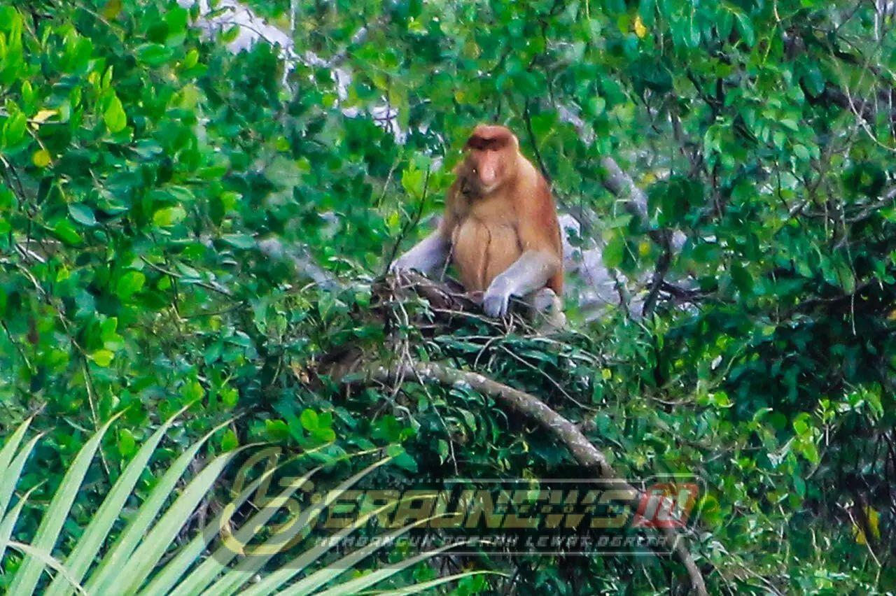 Hutan Mangrove Pulau Besing Terancam, Bekantan Bisa Tinggalkan Habitatnya