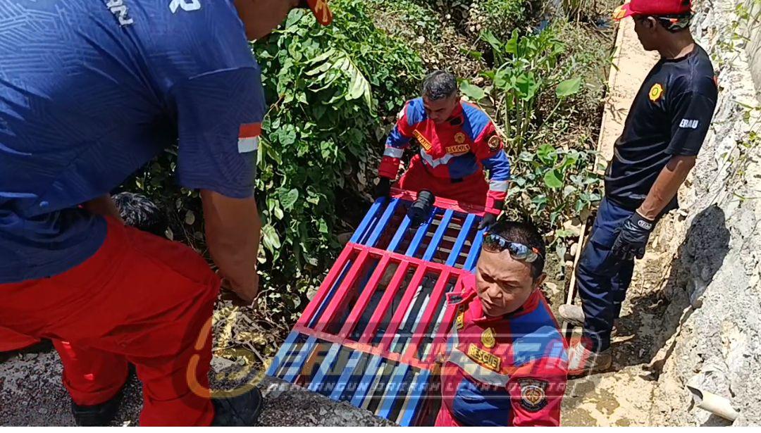 Buaya Lepas dari Kejaran, Tim Damkar Berau Kesulitan di Medan Parit Berlumpur