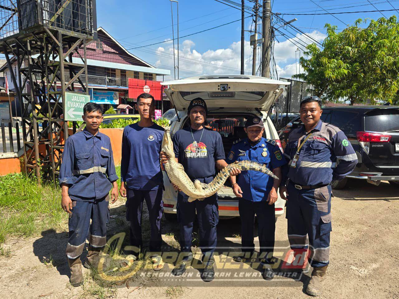 Buaya Masuk Garasi Bus PT Bagong, Disdamkarmat Berau Evakuasi ke Kampung Batu-Batu