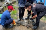 Warga Jalan STM Aminuddin Berau Dihebohkan Biawak Besar Nyasar ke Dalam Rumah