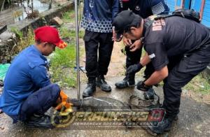 Warga Jalan STM Aminuddin Berau Dihebohkan Biawak Besar Nyasar ke Dalam Rumah