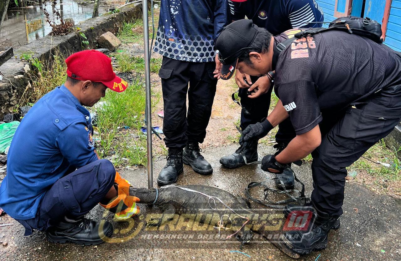 Warga Jalan STM Aminuddin Berau Dihebohkan Biawak Besar Nyasar ke Dalam Rumah