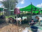 Jelang Iduladha, Lapak Kurban di Berau Sepi Pembeli meski Stok Melimpah