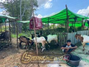 Jelang Iduladha, Lapak Kurban di Berau Sepi Pembeli meski Stok Melimpah