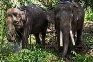 Deo dan Sinta Mulai Beradaptasi di Tabang Zoo, BKSDA Kaltim Siagakan Tim Medis