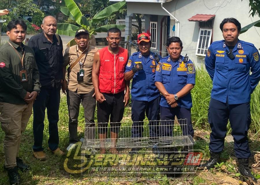 Tak Sanggup Rawat, Warga Berau Laporkan Anak Beruang Madu ke Petugas