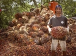 Sawit Kaltim Menguat, Harga TBS Naik Rp33,58 per Kilogram