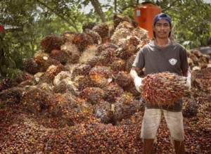 Sawit Kaltim Menguat, Harga TBS Naik Rp33,58 per Kilogram