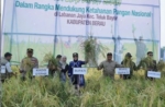 Kemarau Mengganas, Petani Labanan Jaya Tetap Panen Padi