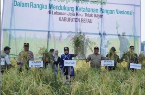 Kemarau Mengganas, Petani Labanan Jaya Tetap Panen Padi