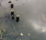 Ikan Mati di Sungai Segah, Dinas Perikanan Berau Duga Air Terkontaminasi Amoniak