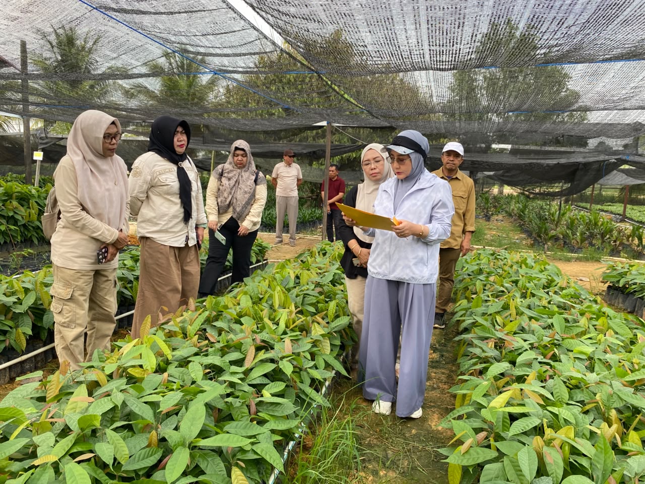 Pemkab Berau Dorong Kakao Tembus Pasar Internasional