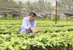 200 Ribu Bibit Kakao dari Kementan Segera Disalurkan ke Petani Berau