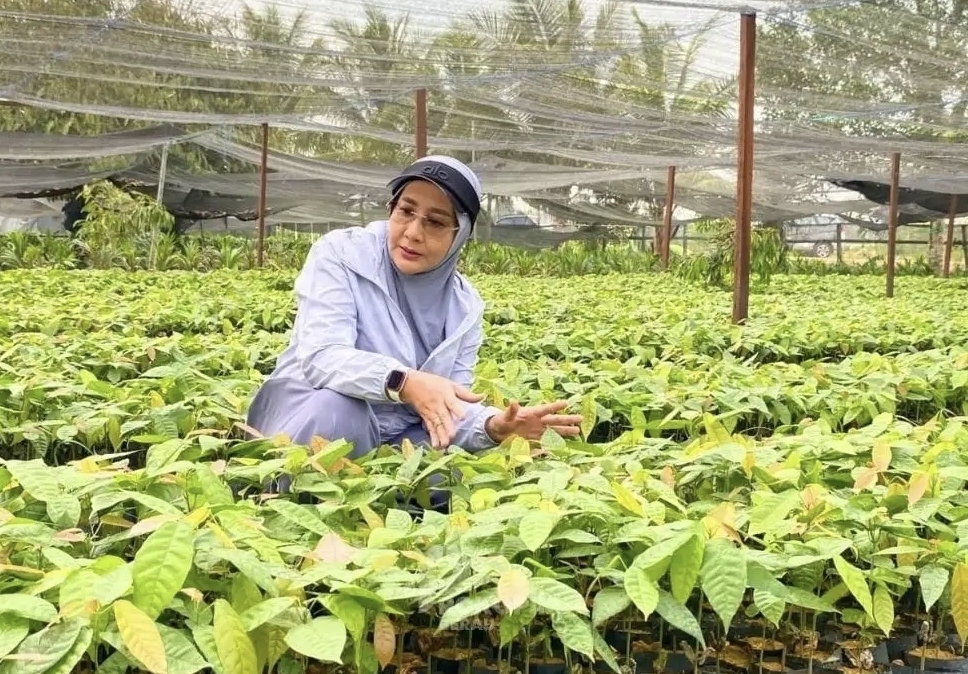 200 Ribu Bibit Kakao dari Kementan Segera Disalurkan ke Petani Berau
